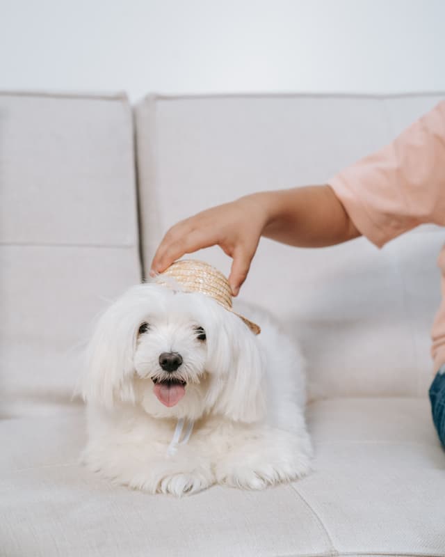 A small white dog on a sofa, with a hand resting a straw hat on its head
