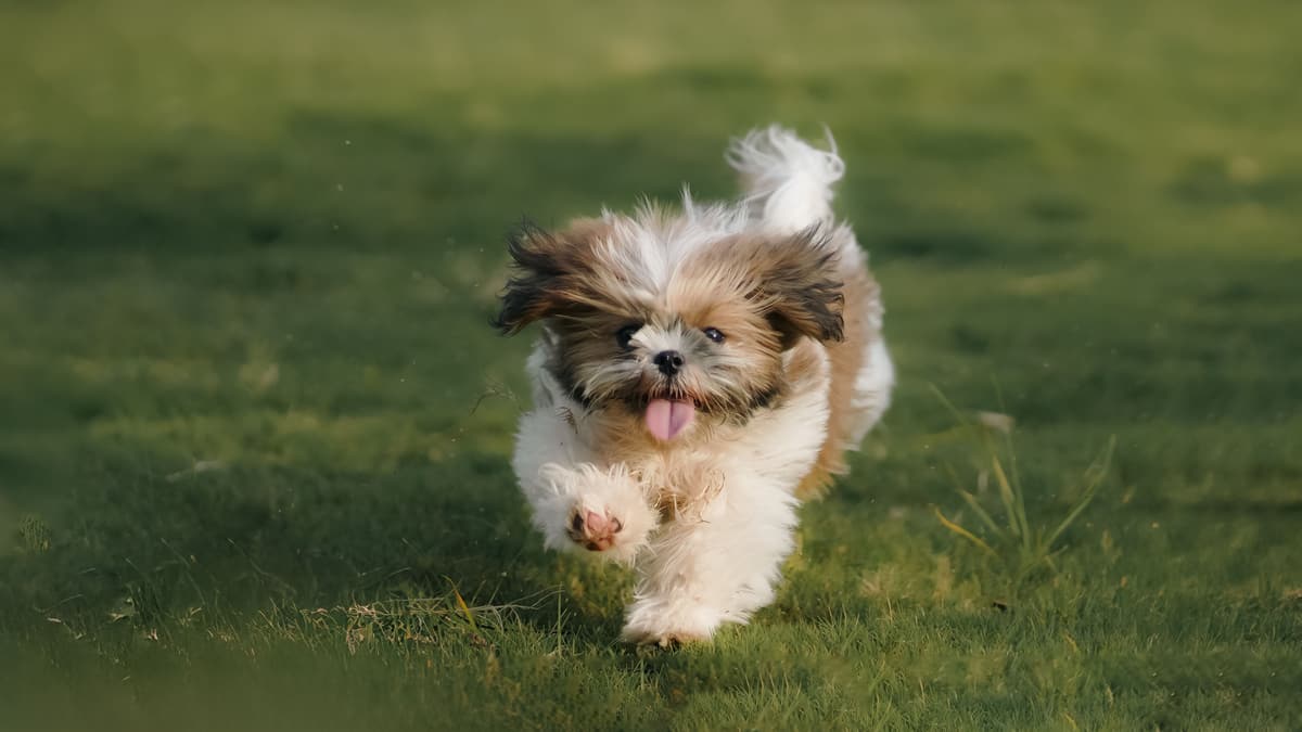 A small fluffy dog racing across a lawn