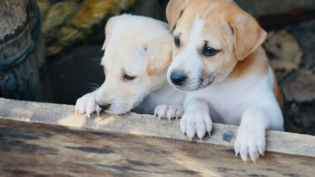 Two puppies resting their paws on a wooden plank