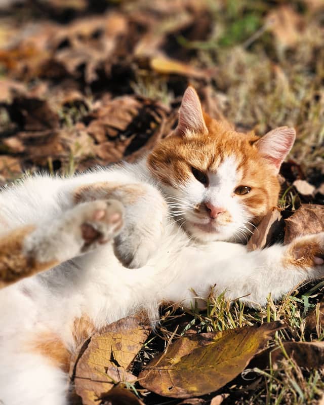 A ginger and white cat rolling on its back in autumn leaves