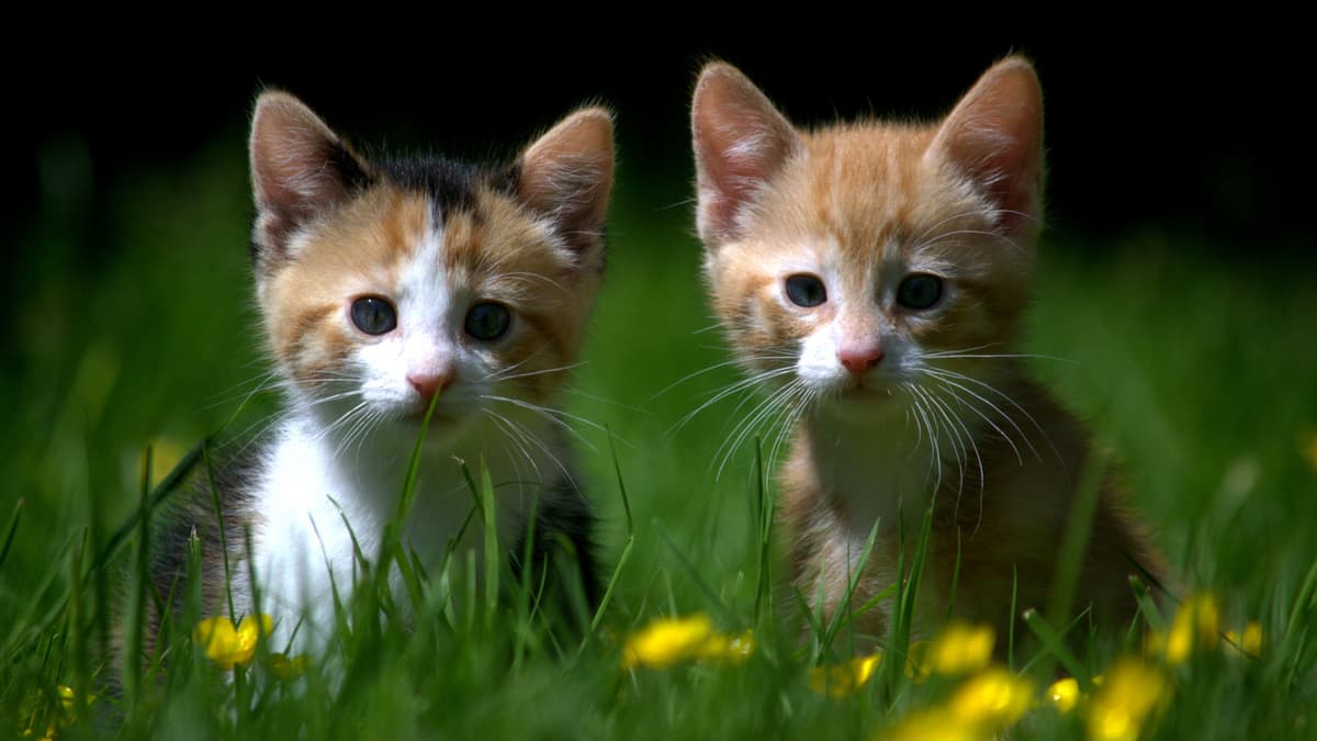 Two kittens, one calico and one ginger, sitting in long grass with buttercups