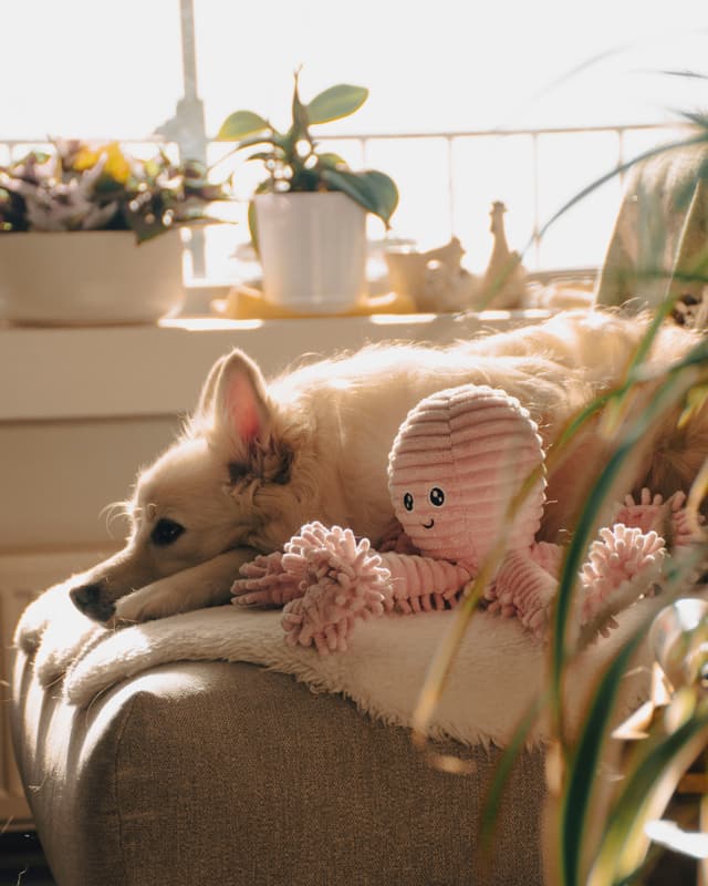A dog resting on a sofa at home next to a plush toy, in afternoon sunlight