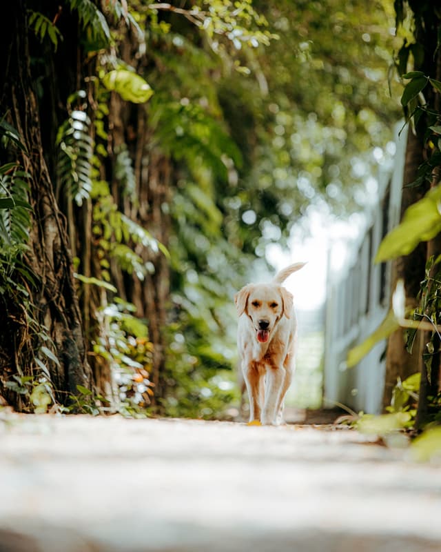 A golden retriever trotting down a leafy garden path towards the camera
