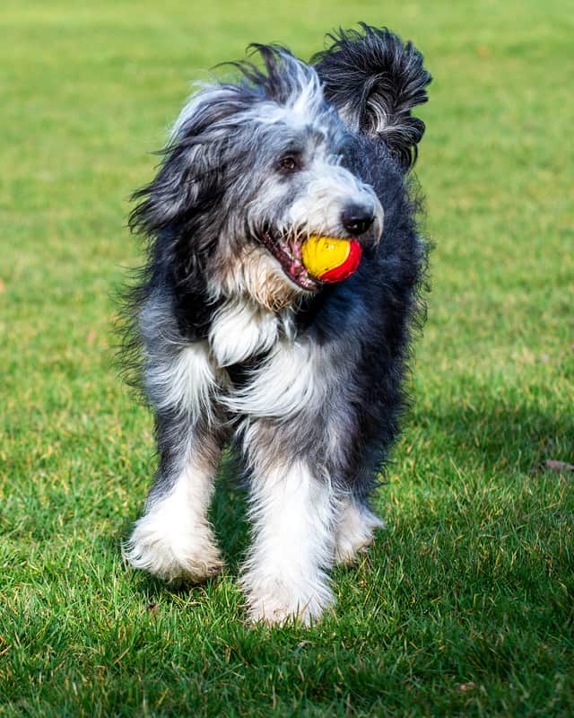 A grey-muzzled bearded collie ambling across a lawn with a ball in its mouth