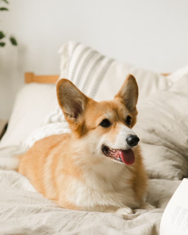 A corgi sitting up on a bed at home, mouth open in a happy pant