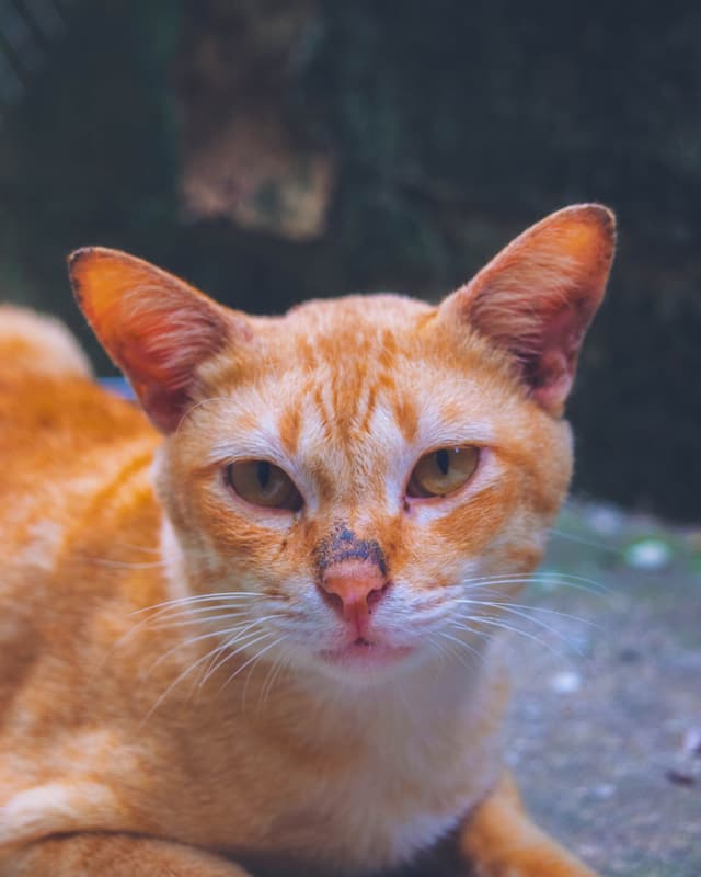 A ginger cat looking calmly straight at the camera