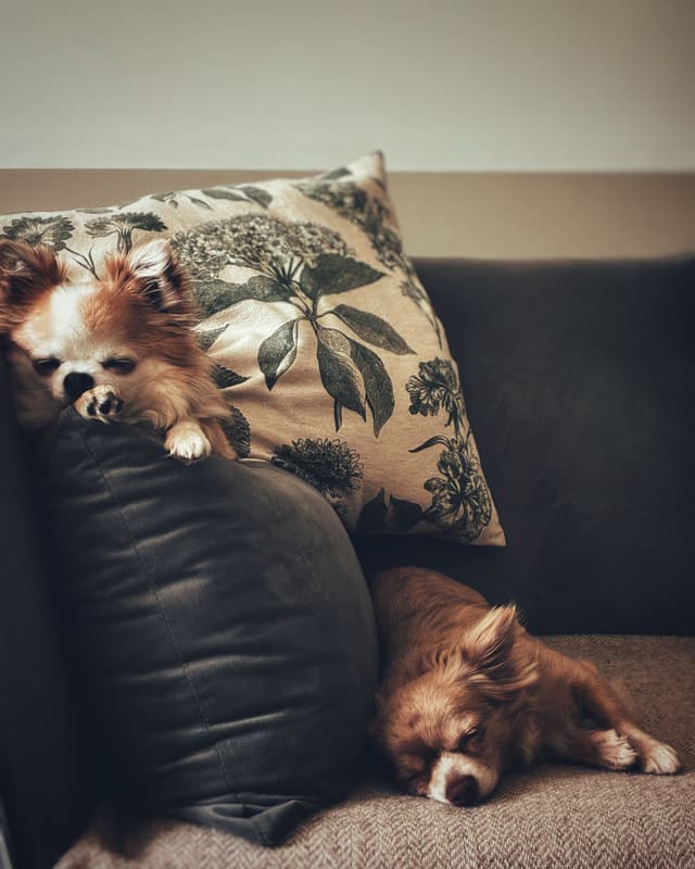 Two chihuahuas dozing on a sofa among cushions in the evening