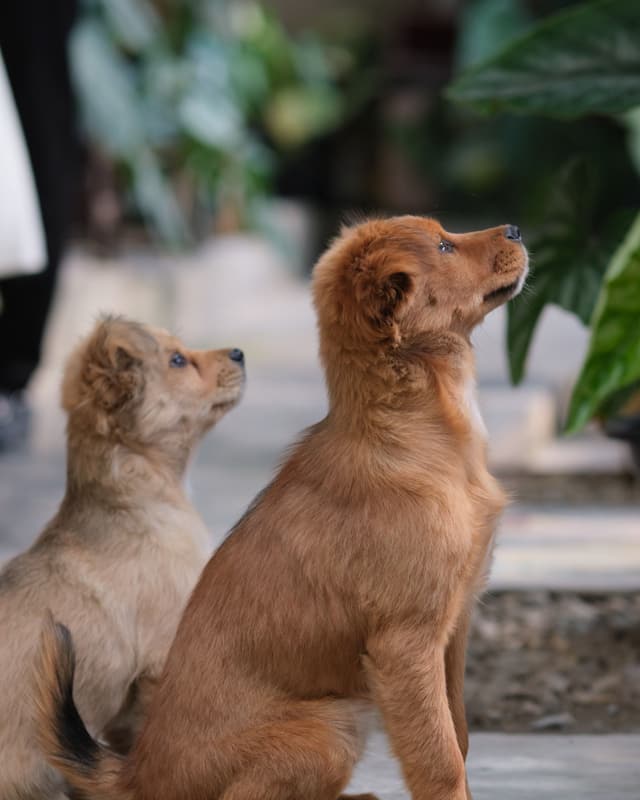 Two puppies sitting side by side, looking up expectantly