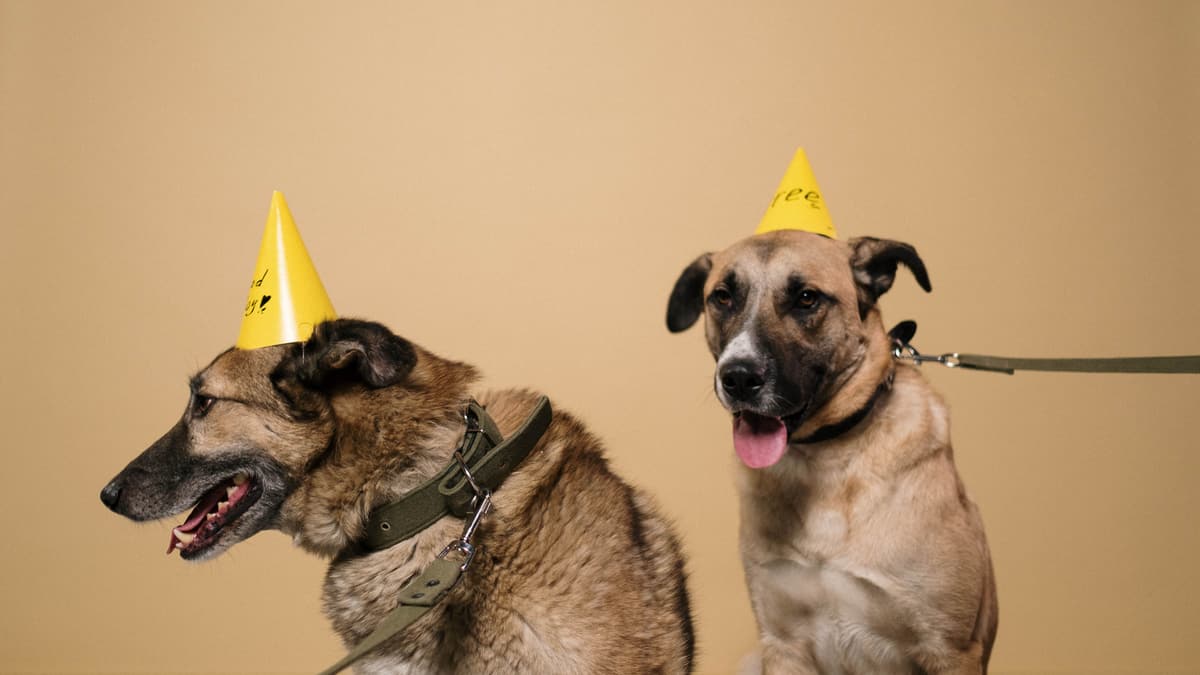 Two dogs in yellow party hats against a plain beige wall