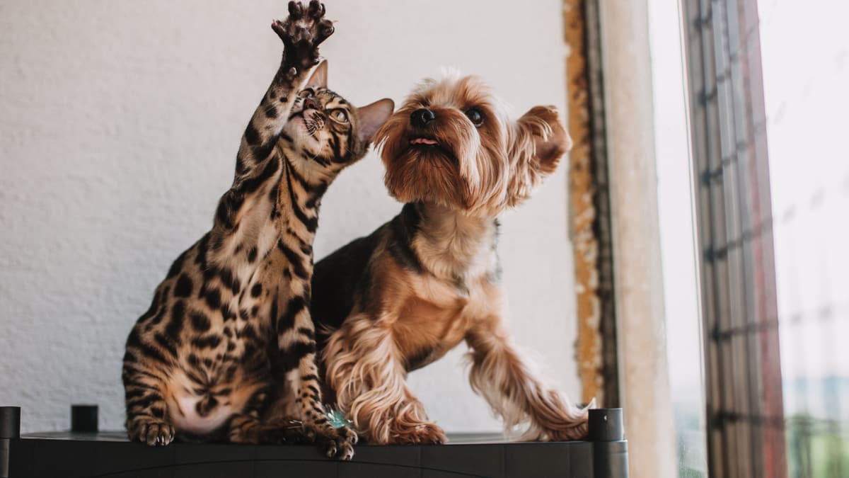A Bengal cat and a Yorkshire terrier playing together with a feather toy by a window