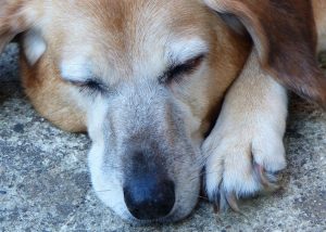 elderly dog sitting liverpool