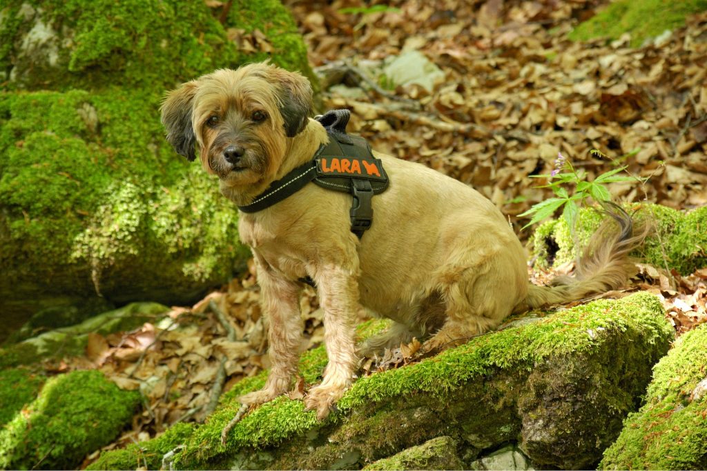 dog harnesses dog collars