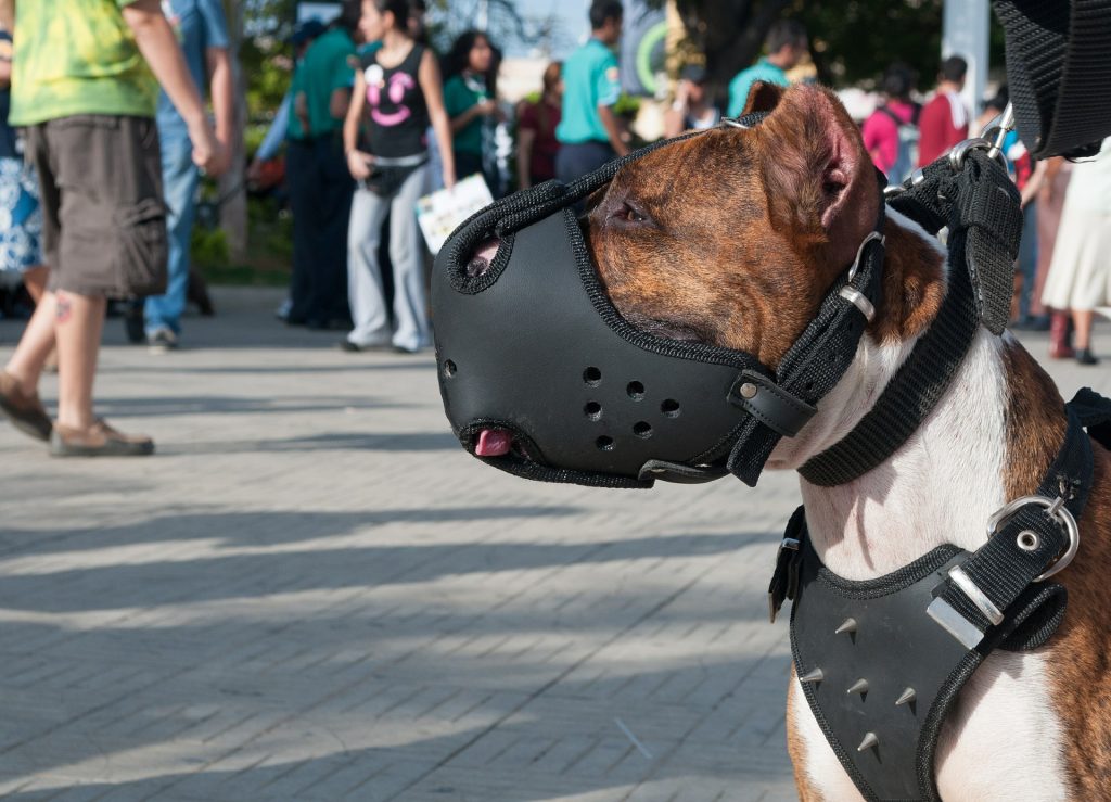 dog harnesses dog collars