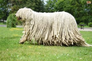 Long Haired Komondor Dog Walkers