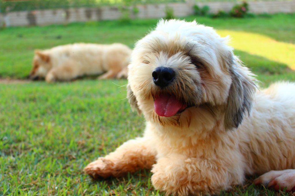 long haired dog lhasa apso dog walkers