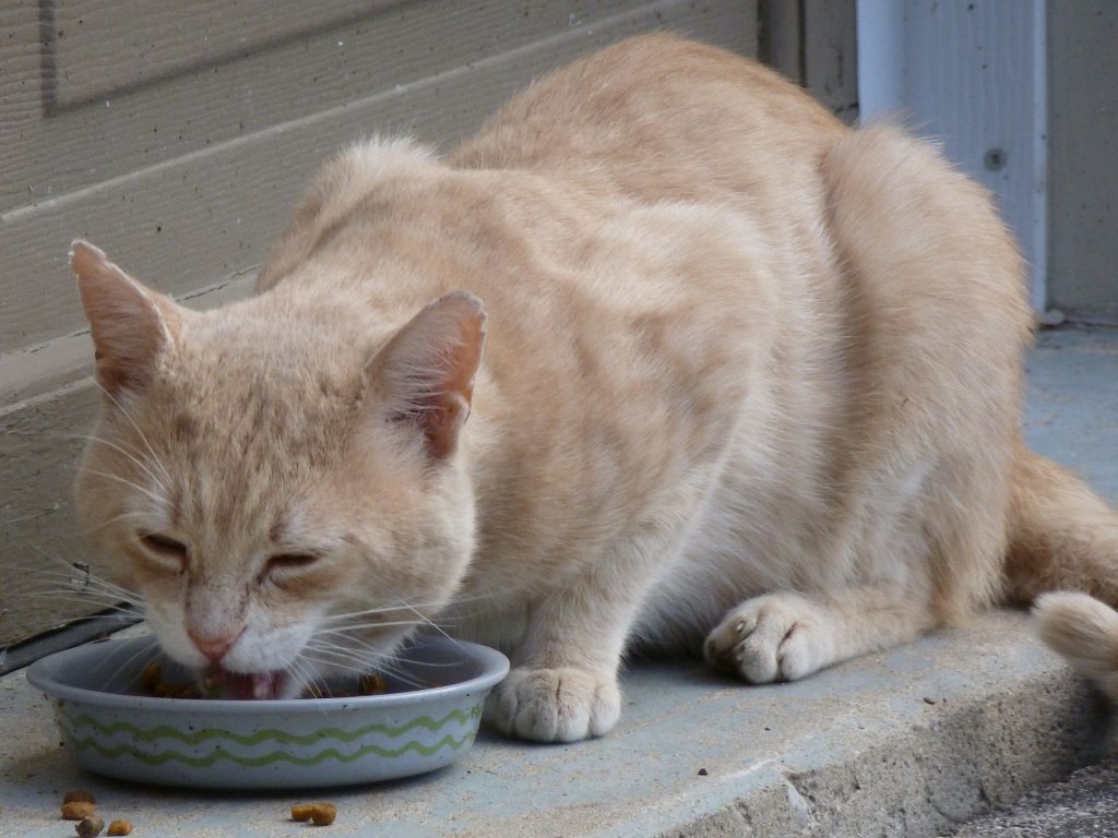 BALANCED DIET FOR CATS