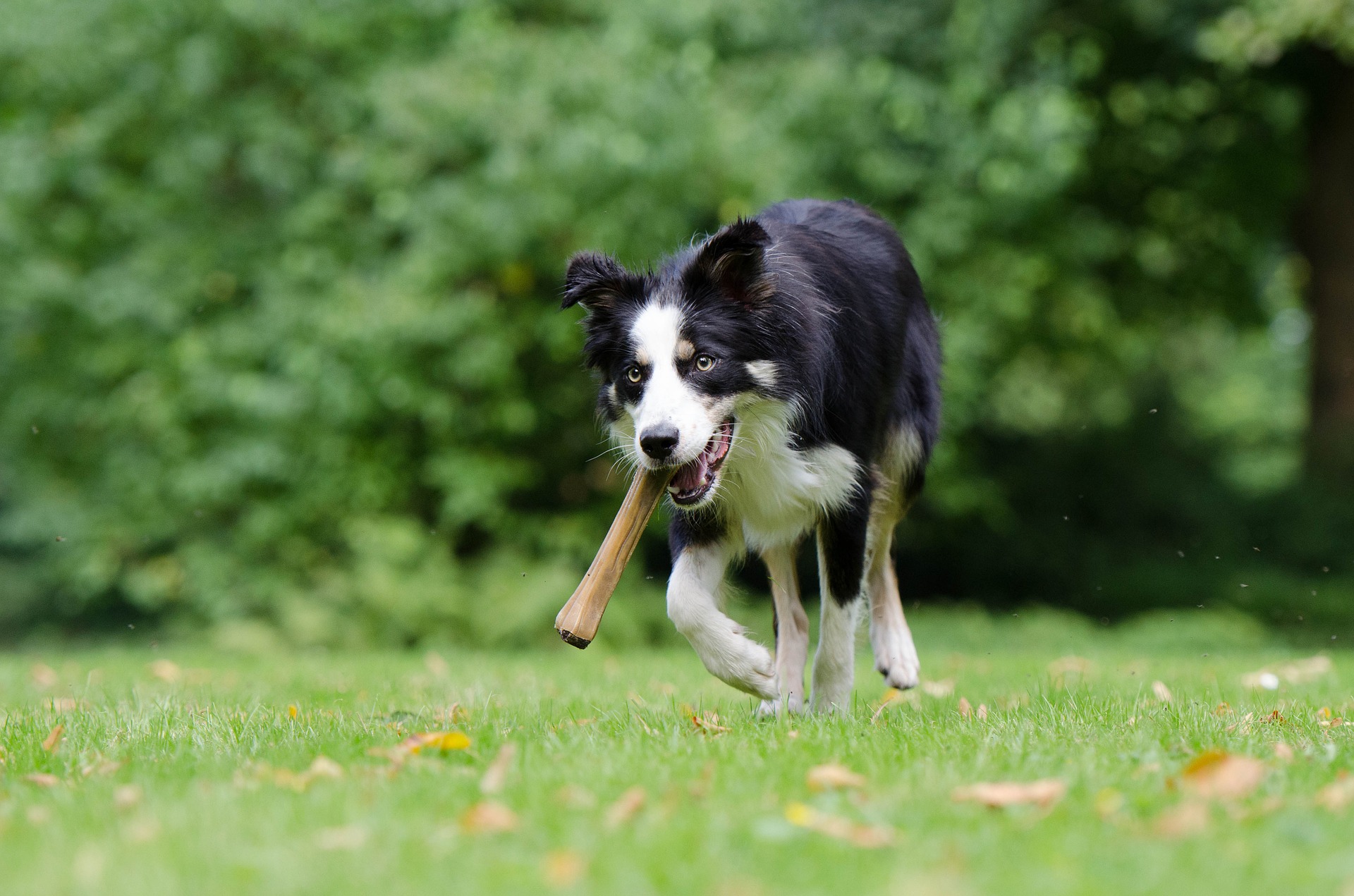 What Bones Can Dogs Eat Benefits Precautions Dangers Sunnydays Pets