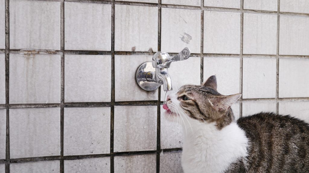 pets hydrated