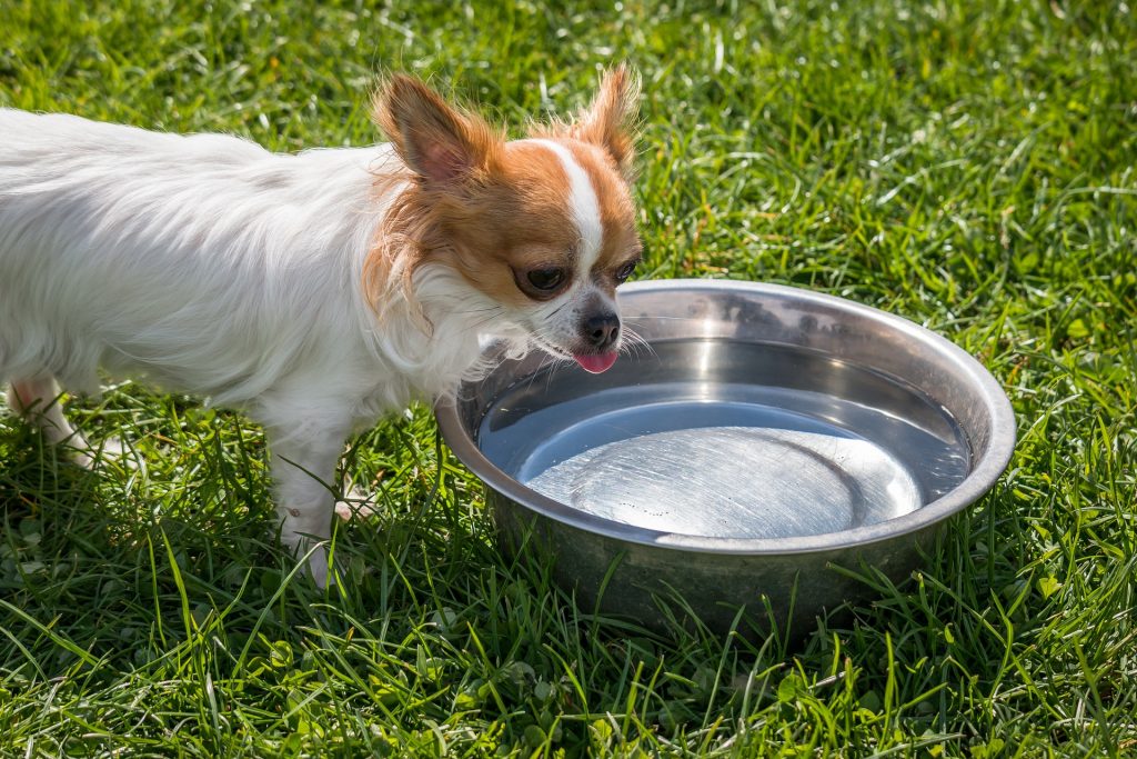 pets dehydration