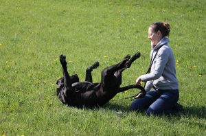 Friendly Pet sitter