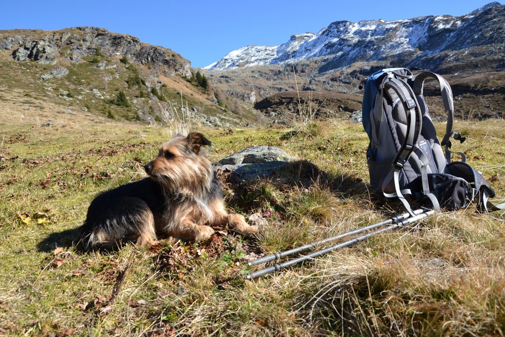 dog hiking on trail